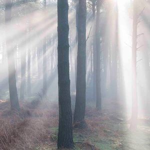 Meet your Posher, Sierra